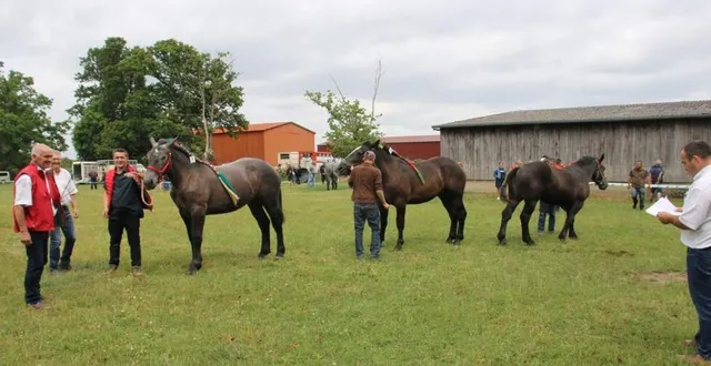 photo  les membres du jury jean-luc bâcle (à gauche) et françois souty (à droite) examinent un groupe de juments non suitées.  &copy;  ouest-france 