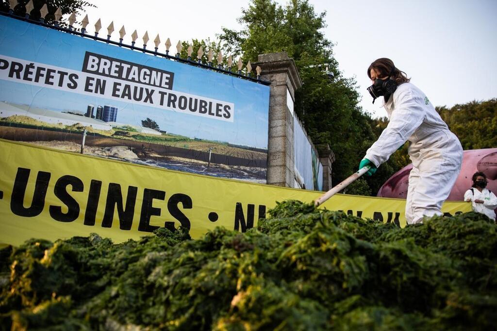 Bretagne : les algues vertes prolifèrent et l'Etat laisse faire -  Greenpeace France