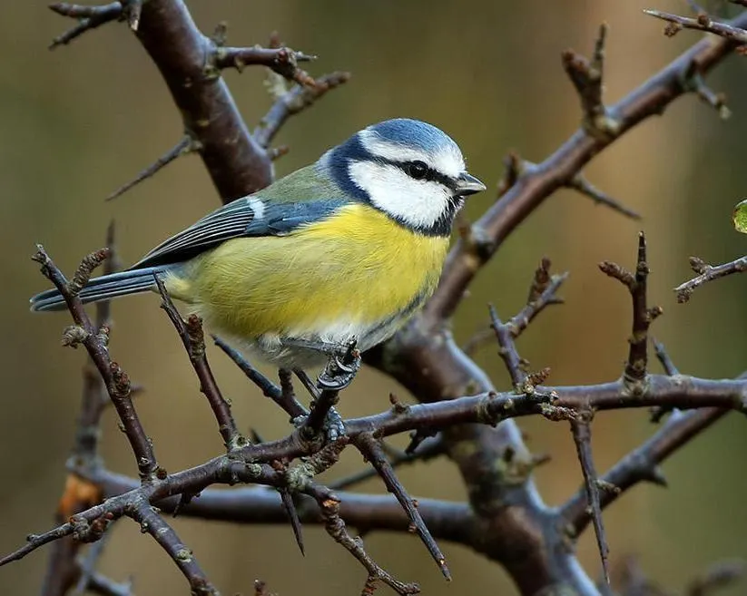 À Rennes, une visite à la découverte de la faune au coucher du soleil