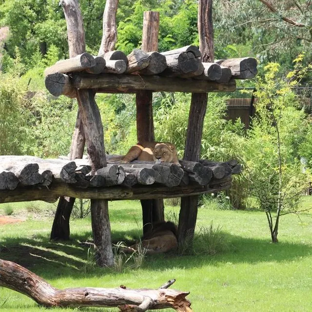 photo le couple de lions du zoo de la flèche peut être admiré depuis le bar des safari suites.  ©  ouest-france