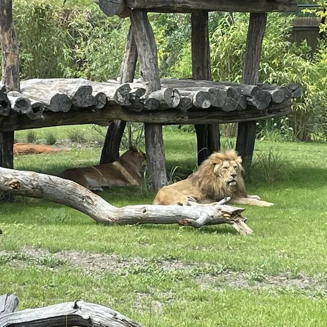 photo le lion ebo et la lionne malindi bénéficient d’un nouvel espace de vie face au safari suite ouvert le 8 juillet 2023 au zoo de la flèche.  ©  le maine libre