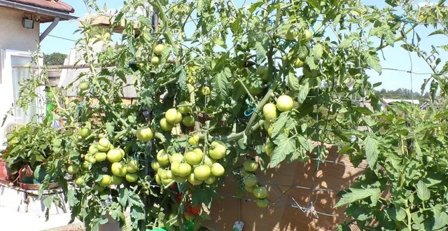 photo  le pied de tomate extraordinaire de gérard desmares a été planté dans un bac tout près de la maison.  &copy;  le maine libre 