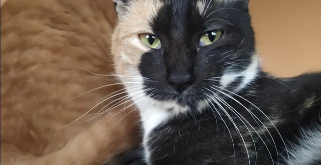 photo  lilou est une chatte noir et blanc.  &copy;  ouest-france 