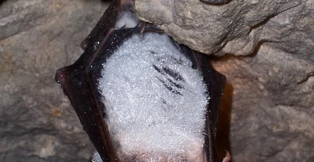 photo  les chauves-souris se déplacent et chassent la nuit grâce à l’écholocalisation.  &copy;  ouest-france 
