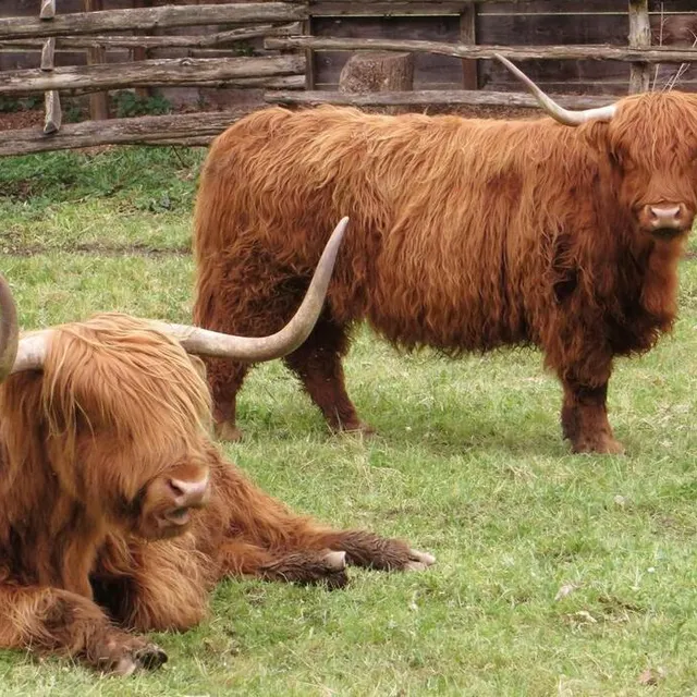photo au marais de cré, les vaches highland ne passent pas inaperçues.  ©  archives ouest-france