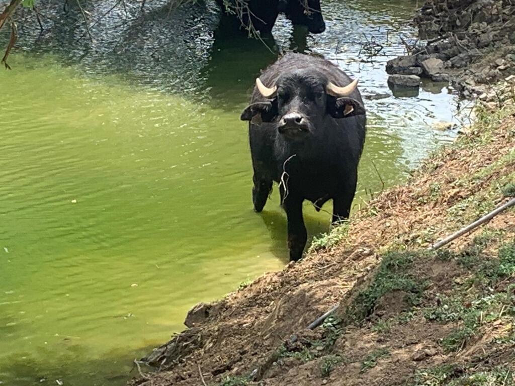 Saint Berthevin le parc animalier l Arche Desno est en