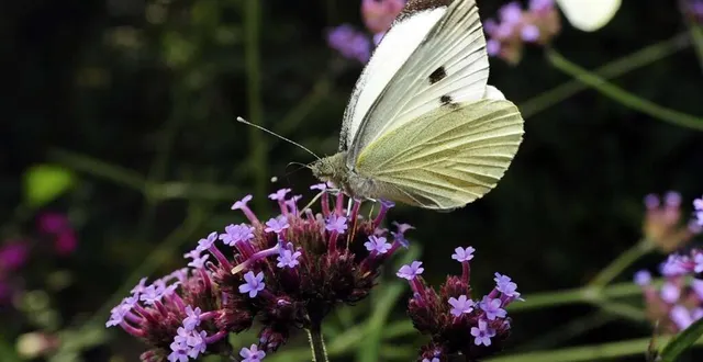 photo  l’exposition est visible à jupilles tout l’été.  &copy;  photo archives le maine libre - hervé petitbon 