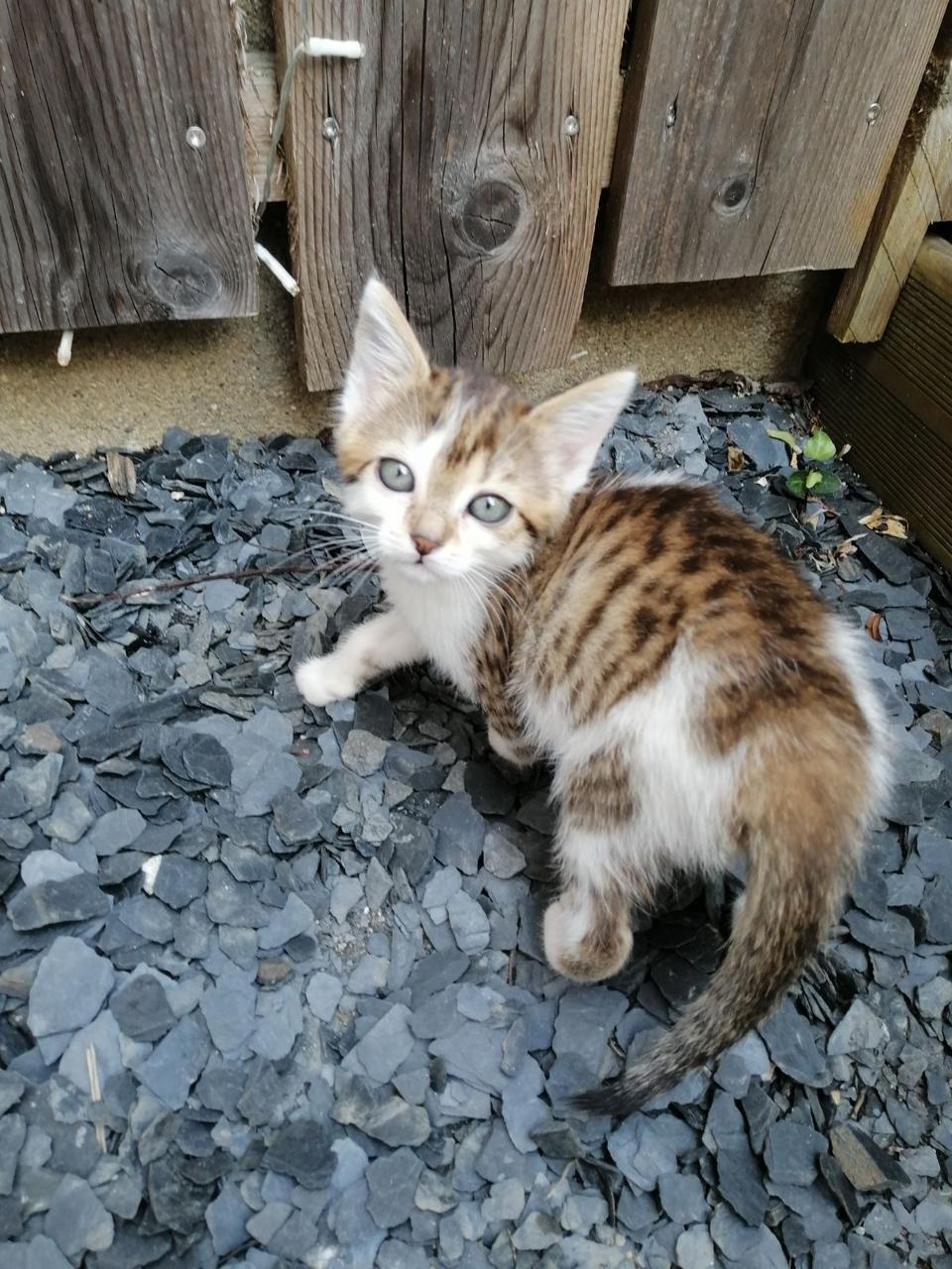 Château-Gontier. Qui veut adopter la chatte Upsie ? - Laval.maville.com