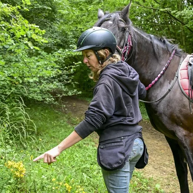 photo sur les sentiers de randonnées, on peut voir du millepertuis, une fleur jaune toxique pour les chevaux s’ils en ingurgitent.  ©  photo le maine libre – yvon loué