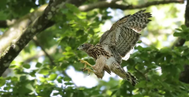photo  l’autour des palombes peut atteindre une envergure de 110 cm.  &copy;  jacques rivière/affo 