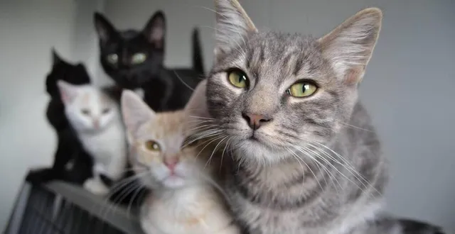 photo à terme de la maison avec une centaine de chats