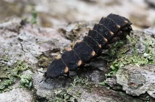photo  le ver luisant est victime de la pollution lumineuse des villes.  &copy;  cpie72 
