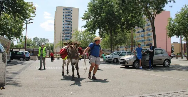 photo  le mans, samedi 22 juillet 2023. la présence de l’ânesse image a suscité la curiosité des passants, place du marché, dans le quartier des sablons.  &copy;  le maine libre 