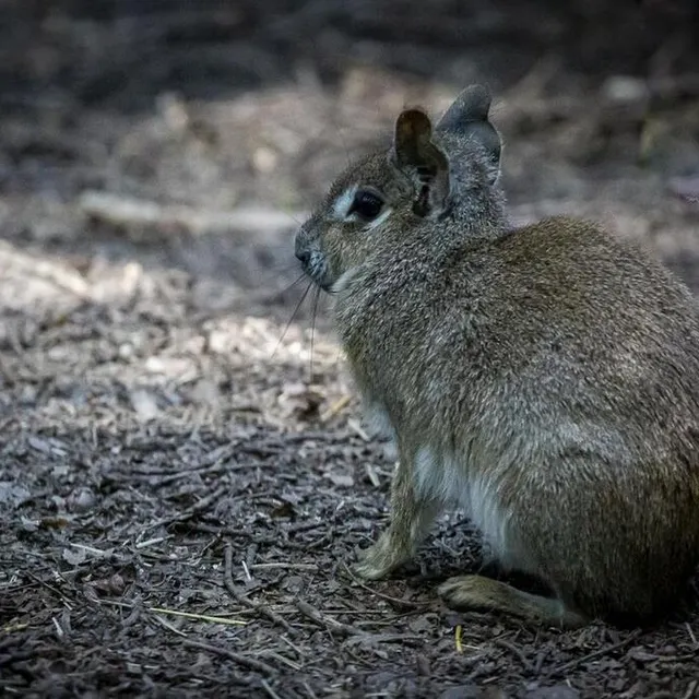 photo le mara de chaco intègre aussi le parc, c’est le seul endroit où il est présent en france.  ©  marc tranchant