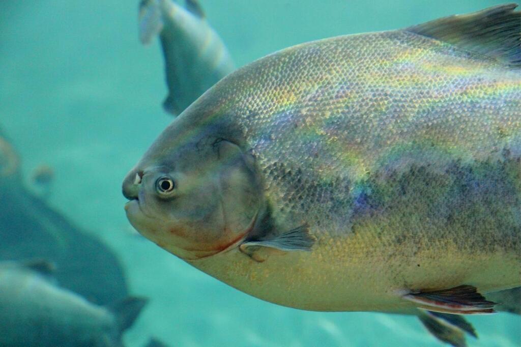 Ce Jeune Américain A Capturé Un Pacu, Sorte De Piranha Doté De Dents 