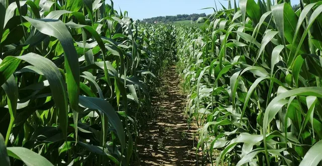 photo  le labyrinthe de maïs, appelé labymaïs, à saint-rémy-de-sillé, dans la ferme de beauchêne.  &copy;  archives ouest-france 