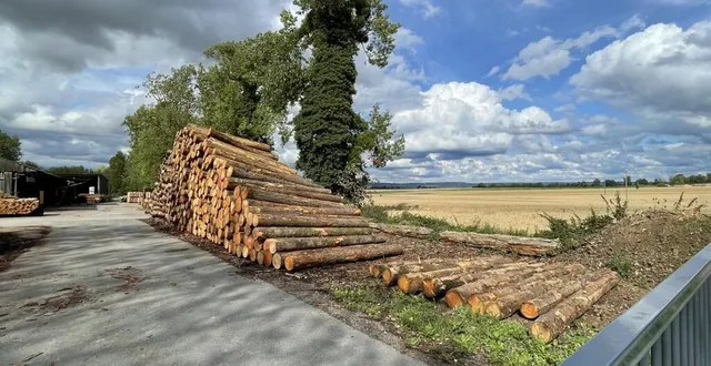 photo  au bois de tertu à villedieu-lès-bailleul : à gauche, le bois servant à construire les glissières de sécurité, et à droite la plaine où les panneaux photovoltaïques pourraient être disposés.  &copy;  ouest-france 