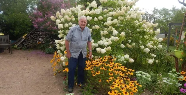 photo  gérard dézécot et son magnifique hortensia avec ses quelque 475 fleurs.  &copy;  le maine libre 