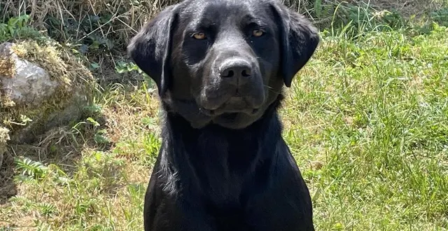 photo  sanson est né en 2021.  &copy;  ouest-france 