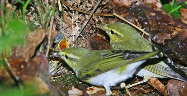 photo  les petits quittent très tôt le nid pour ne pas se faire manger par les prédateurs.  &copy;  jacques rivière/affo 