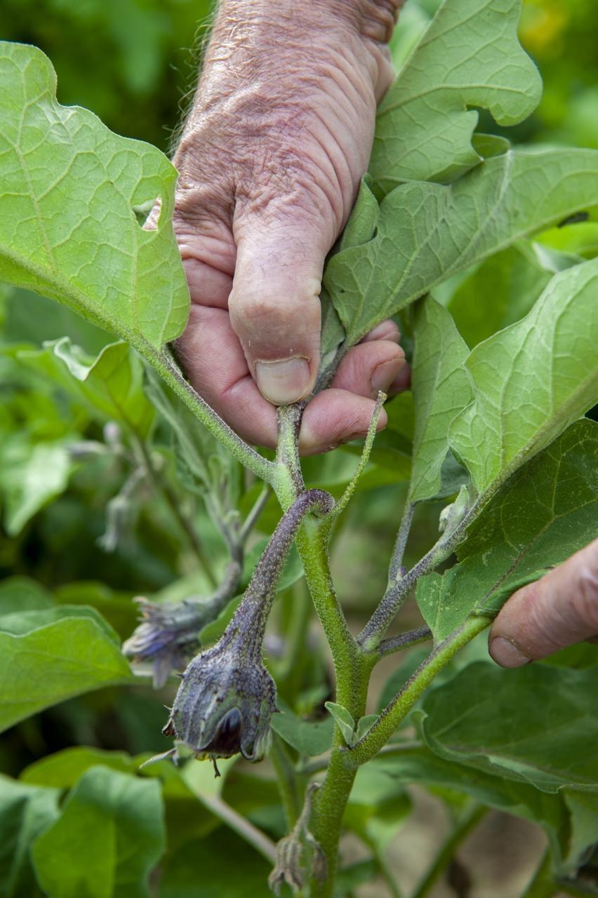 Semer la mâche, récupérer les graines, planter du safran… Dix gestes à  faire au jardin en août