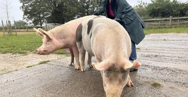 photo  depuis mars 2023, lucie nayak est chargée de sensibilisation et de développement au refuge groingroin, à neuvillette-et-charnie.  &copy;  ouest-france 