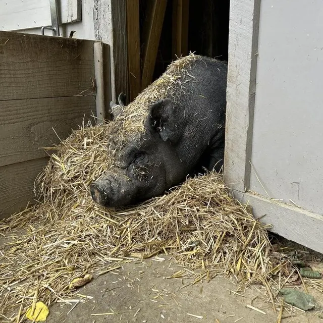 photo pour voir les pensionnaires du refuge groingroin, les personnes intéressées peuvent réserver une visite. attention, elles sont rapidement complètes.  ©  ouest-france