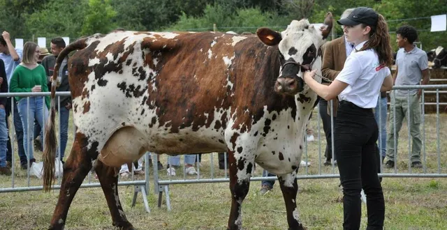 photo  une normande… de parcé ! un petit tour sur le ring pour cette normande aux jolies lunettes noires, avant d’aller retrouver ses copines.  &copy;  le maine libre 