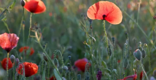 photo  le bourg de sainte-gemme dévoilera sa flore, parfois surprenante.  &copy;  archives co 