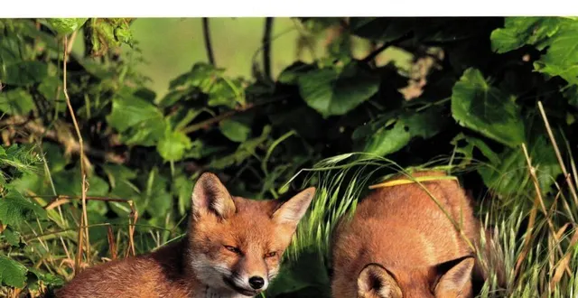 photo  les animaux sont le thème central du dernier magazine pays du perche.  &copy;  ouest-france 