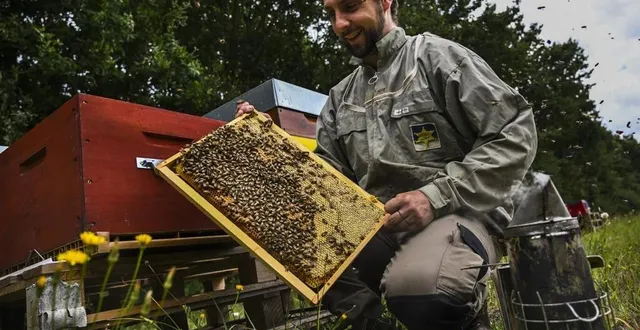 photo  ulysse hoft, 30 ans, vient de s’installer en tant qu’apiculteur professionnel à villaines-sous-malicorne.  &copy;  le maine libre – denis lambert 