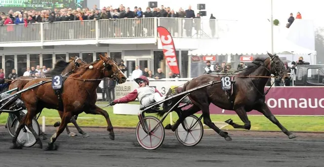 photo  vainqueur de deux prix d’amérique, « ready cash » a été entraîné dans l’orne par thierry duvaldestin.  &copy;  archives ouest-france 