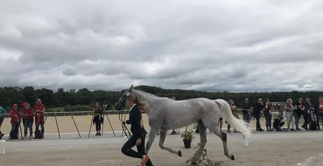 photo  une soixantaine de chevaux se sont fait inspecter par les juges et les vétérinaires.  &copy;  ouest-france 