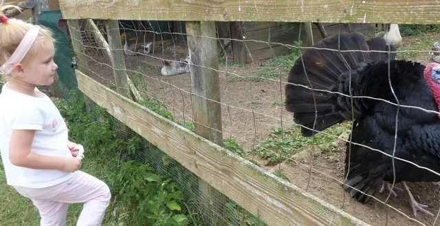 photo  élise observe ce drôle d’animal qu’on appelle dindon.  &copy;  le maine libre 
