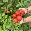 photo trop de tomates dans le jardin ? des épiceries solidaires de la sarthe acceptent les dons de fruits et légumes.