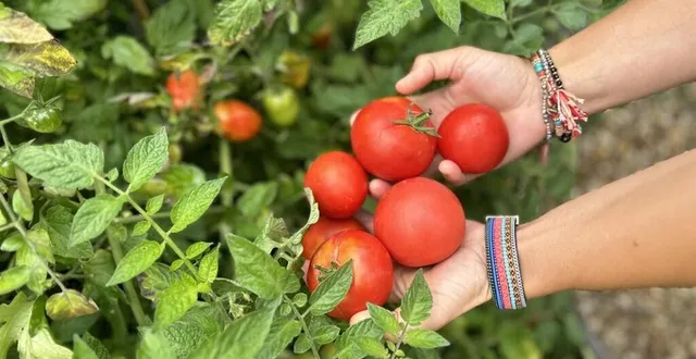 photo  trop de tomates dans le jardin ? des épiceries solidaires de la sarthe acceptent les dons de fruits et légumes.  &copy;  ouest-france 