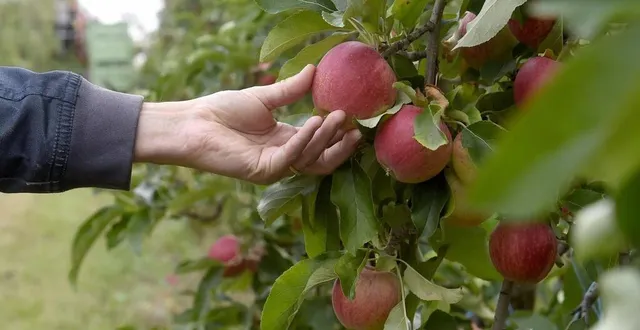 photo  la maison leroy embauche pour la récolte de pommes à oizé, villaines-sous-malicorne, chenu et broc, une journée de recrutements a lieu ce jeudi 17 août 2023.  &copy;  archives le courrier de l’ouest / marie delage 