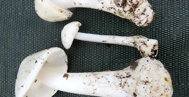 photo  l’amanite vireuse peut atteindre jusqu’à 20 cm de hauteur.  &copy;  ouest-france 