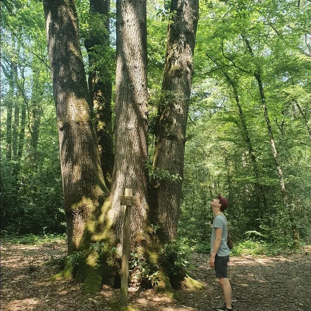 photo en forêt de la foucaudière, un chêne présente plusieurs troncs. il en reste cinq sur les six initiaux.  ©  tiphaine crézé