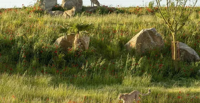 photo  six guépards ont pris leur quartier dans le cratère des carnivores du bioparc. un espace xxl qui fait aussi cohabiter lions, suricates et otocyons.  &copy;  sébastien gaudard 