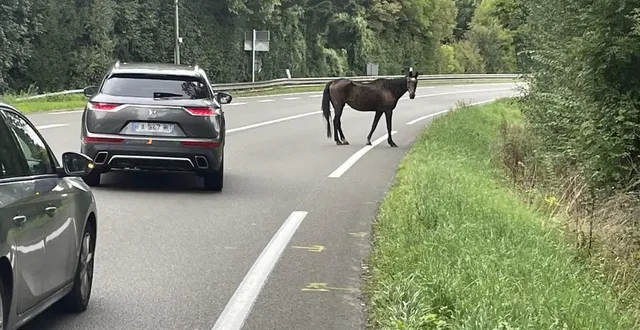 photo  sur cette route, en plein virage, les voitures déboulent parfois à plus de 90 km/h. mais la jument n’en a fait qu’à sa tête.  &copy;  le maine libre 