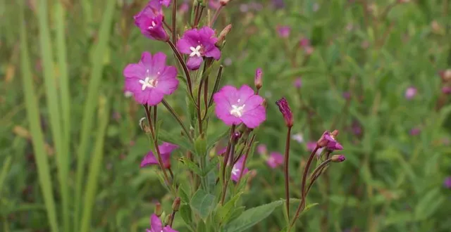 photo  cette plante a un miel très rare décrit comme « le champagne des miels ».  &copy;  cpie 72 
