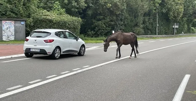 photo  dimanche 9 août, un cheval a été retrouvé en divagation à la ferté-bernard.  &copy;  le maine libre 