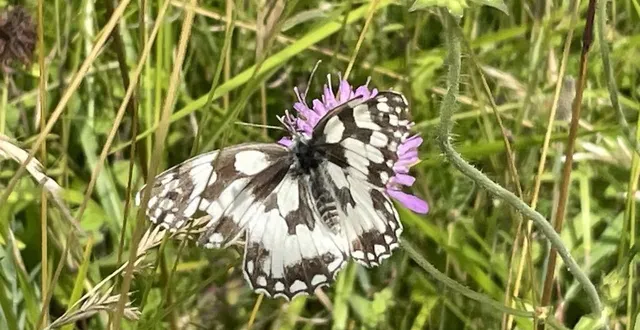 photo  en juin et juillet, il est très facile d’observer le papillon demi-deuil, noir et blanc.  &copy;  le maine libre 