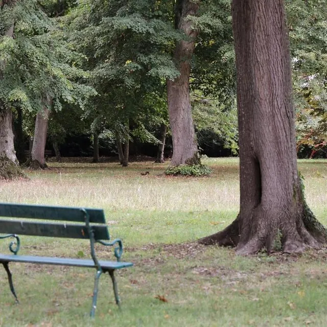 photo de nombreux arbres du mans sont aussi protégés.  ©  archives ouest-france