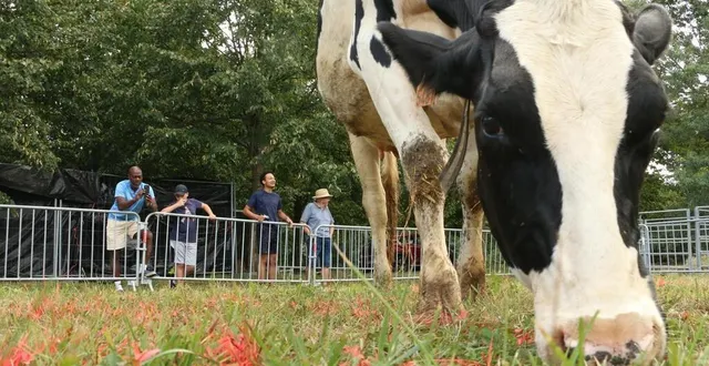 photo  pour cette édition des retrouvailles, une centaine d’animaux de la ferme étaient exposés.  &copy;  ouest-france 
