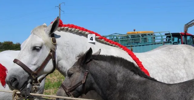 photo  le comice n’avait pas été organisé aux mées depuis 47 années.  &copy;  le maine libre 