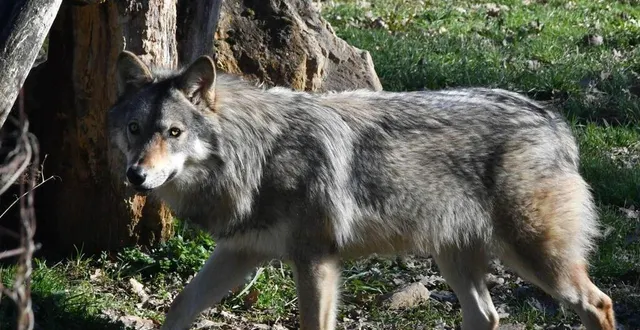 photo  un loup a été aperçu à saint-célerin, près de la ferté-bernard ce dimanche 27 août 2023. photo d’illustration.  &copy;  photopqr/sud ouest/maxppp 