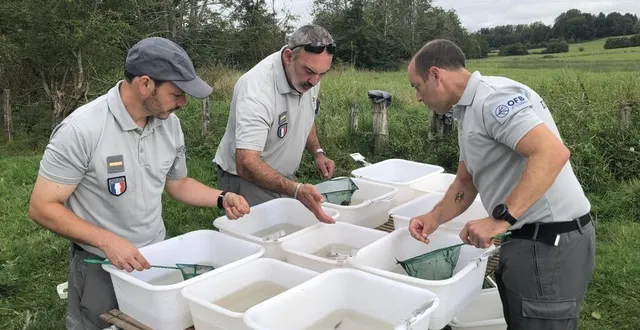 photo  la population aquatique est triée par espèce et par taille.  &copy;  ouest-france 