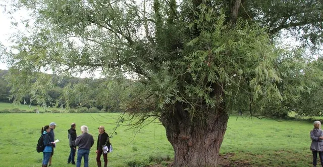 photo  mariette petitjean a accompagné les membres du jury dans la visite de parcelles, au pied d’une souche de saule centenaire de la gaec de perseigne de cyril et damien adam à la fresnaye.  &copy;  le maine libre 